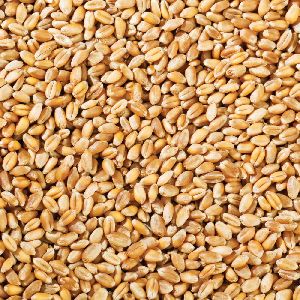 wheat-grain-1565673947-5041859